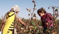Apel do Nike – Stop pracy niewolniczej w Uzbekistanie